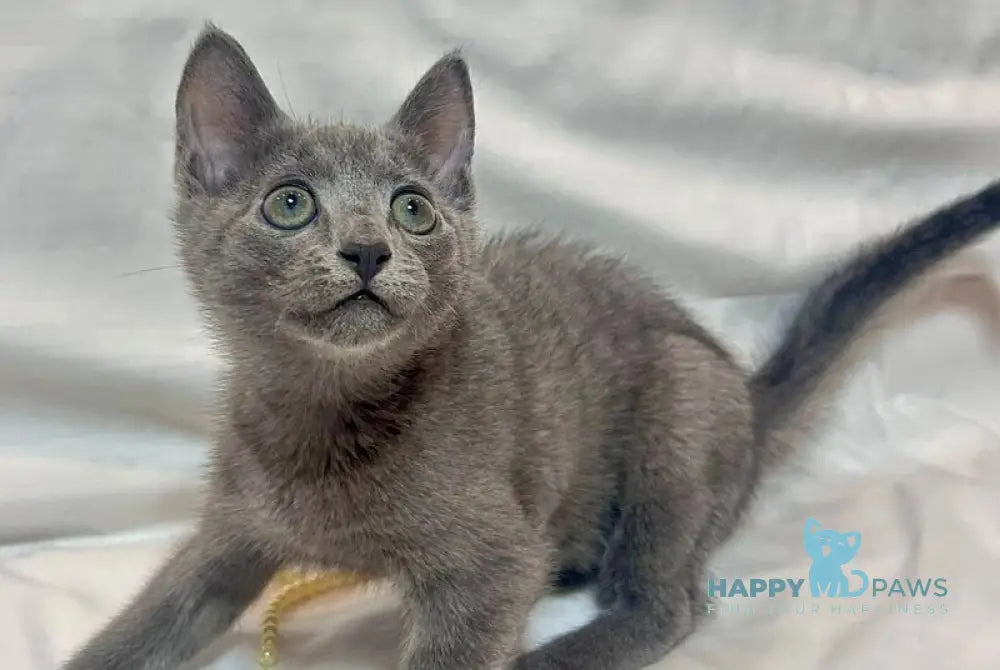 Melissa Russian Blue female blue live animals