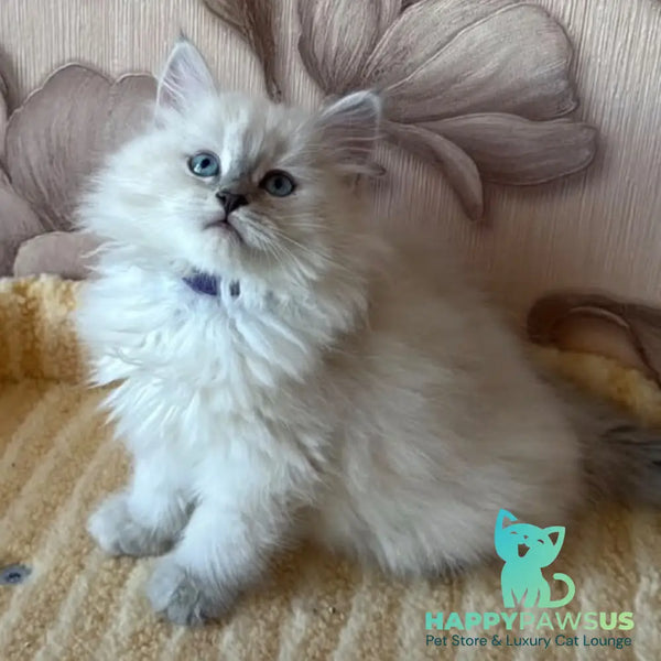 Melissa Siberian female blue tabby pointed - live animals
