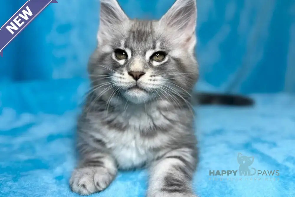 Mellisa Maine Coon female blue silver tabby live animals