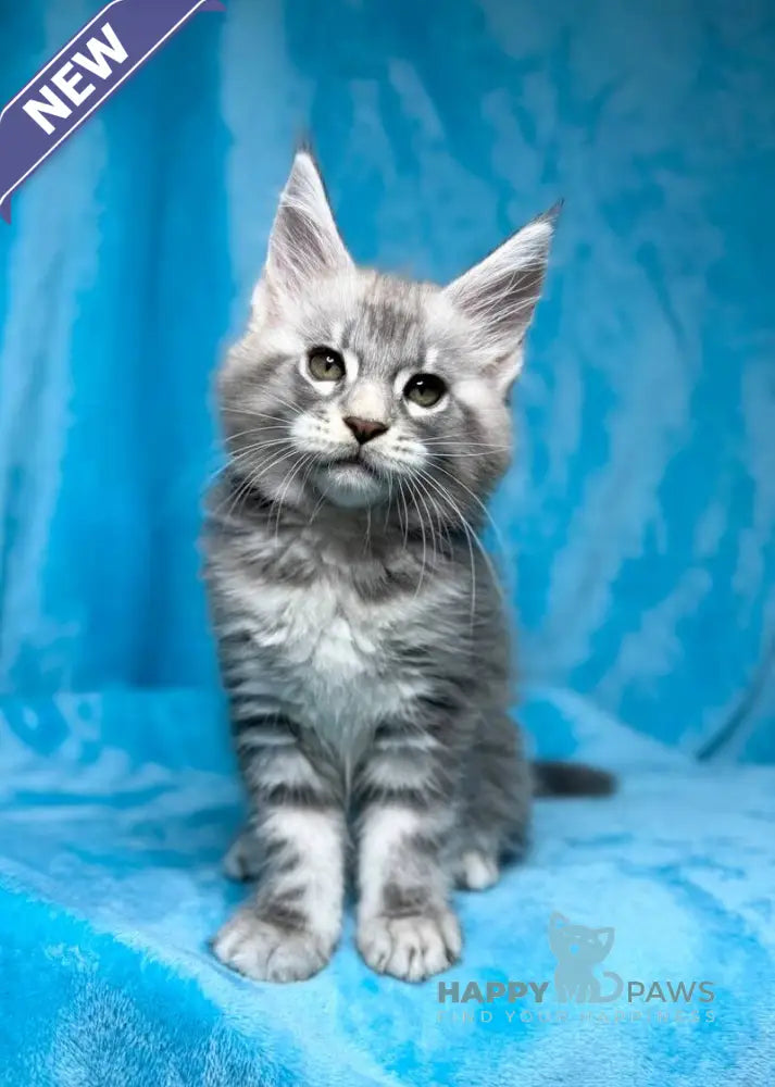 Mellisa Maine Coon female blue silver tabby live animals