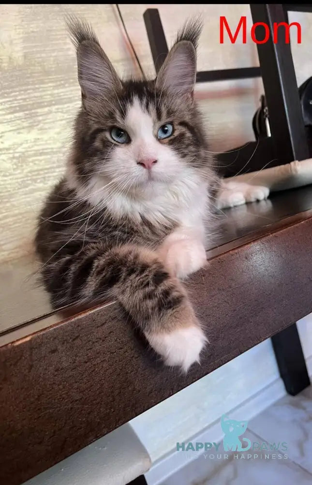 Mellisa Maine Coon female blue silver tabby live animals