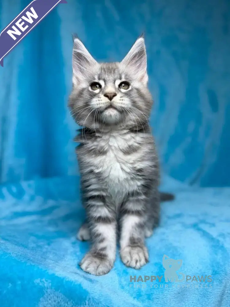 Mellisa Maine Coon female blue silver tabby live animals