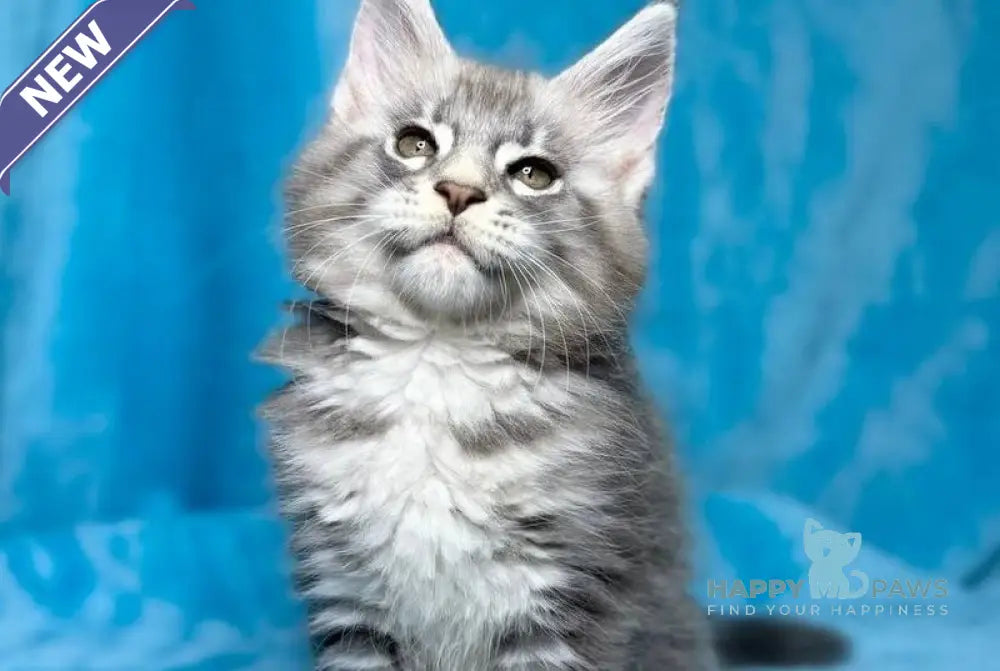 Mellisa Maine Coon female blue silver tabby live animals