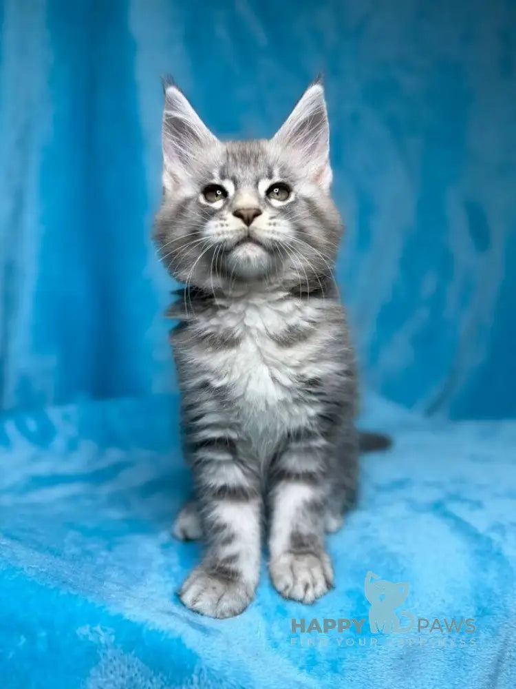 Mellisa Maine Coon female blue silver tabby live animals
