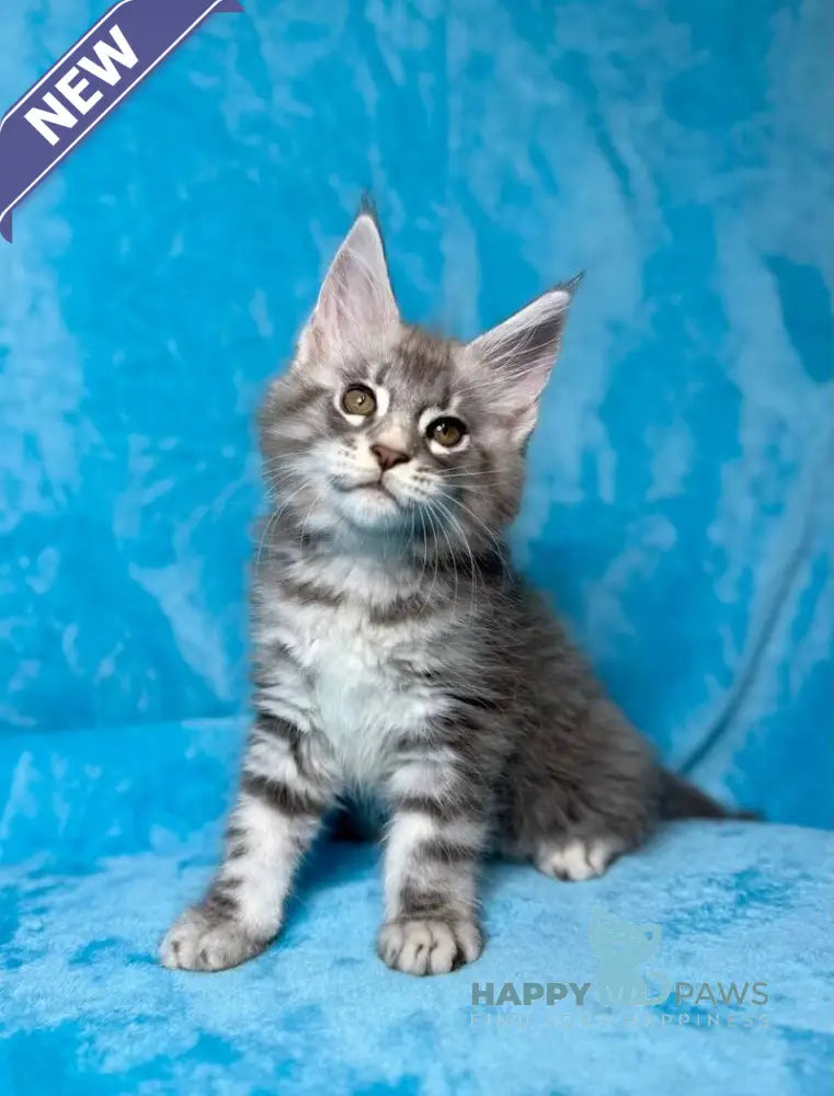 Mellisa Maine Coon female blue silver tabby live animals