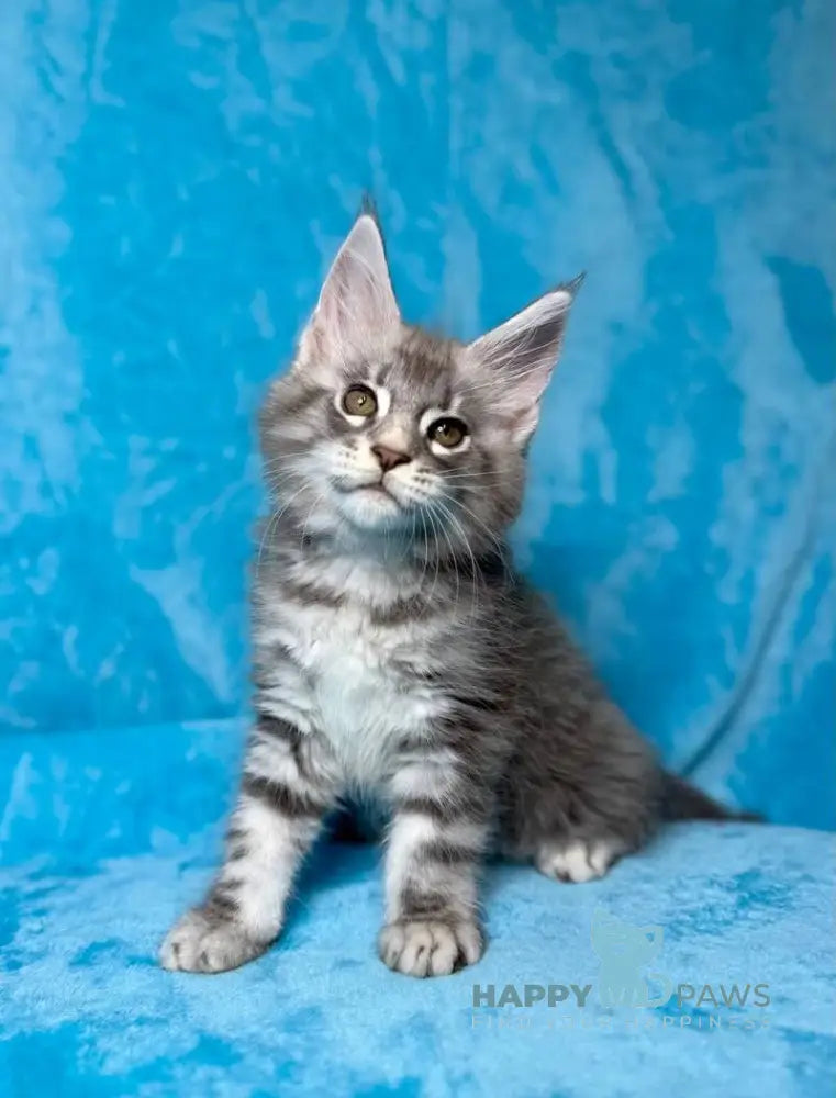 Mellisa Maine Coon female blue silver tabby live animals