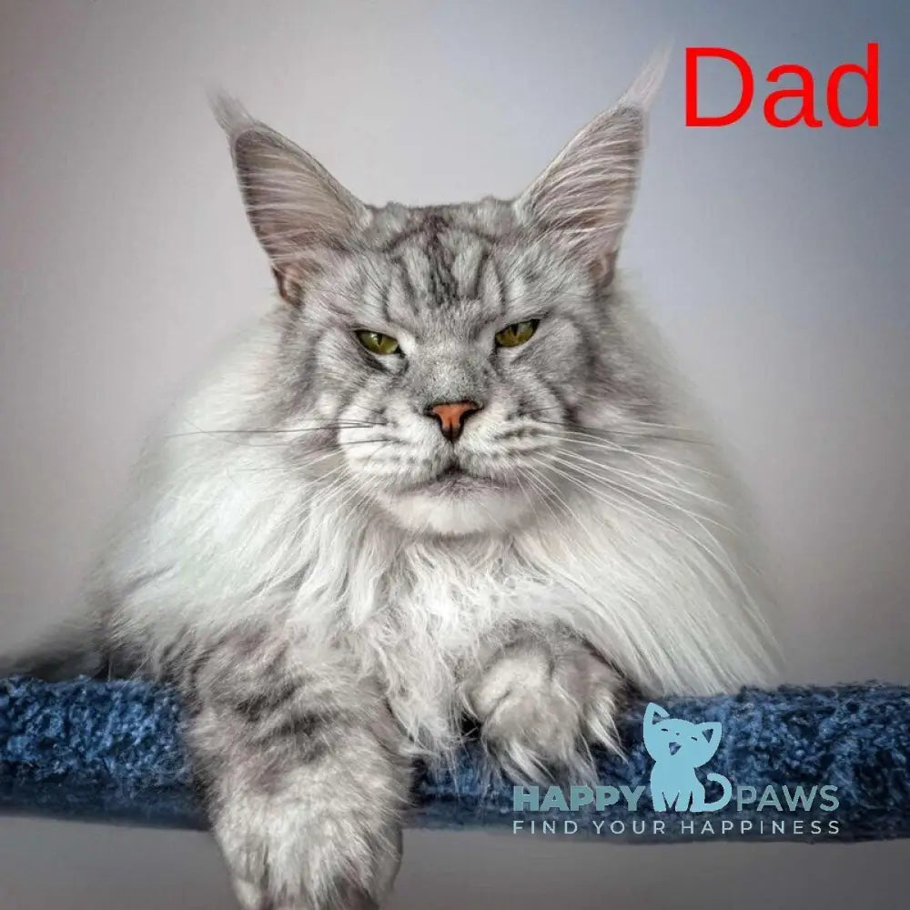 Mellisa Maine Coon female blue silver tabby live animals