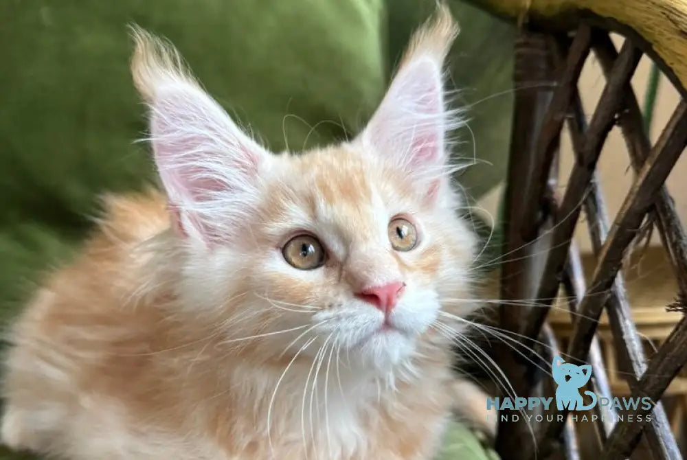 Melman Maine Coon male red silver tabby live animals