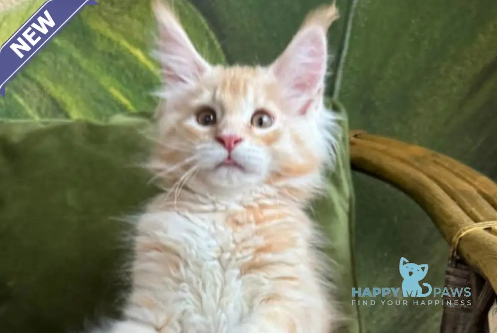 Melman Maine Coon male red silver tabby live animals