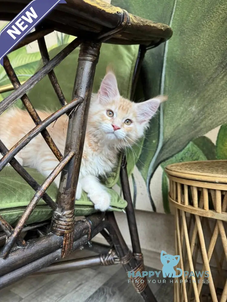 Melman Maine Coon male red silver tabby live animals