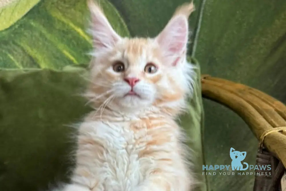 Melman Maine Coon male red silver tabby live animals