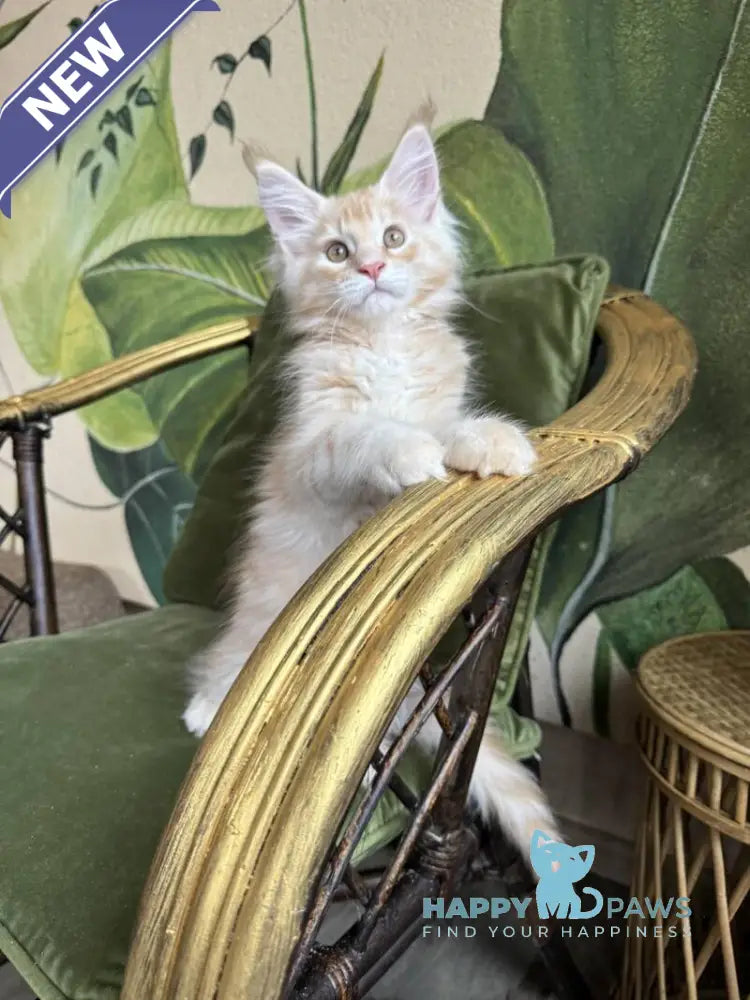 Melman Maine Coon male red silver tabby live animals