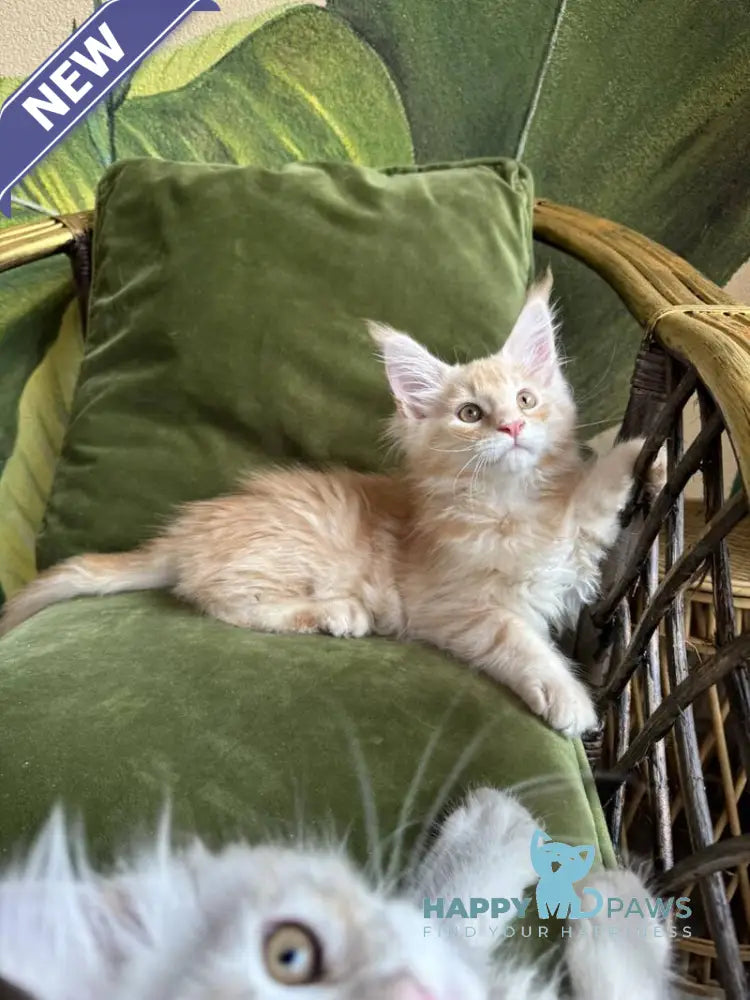 Melman Maine Coon male red silver tabby live animals