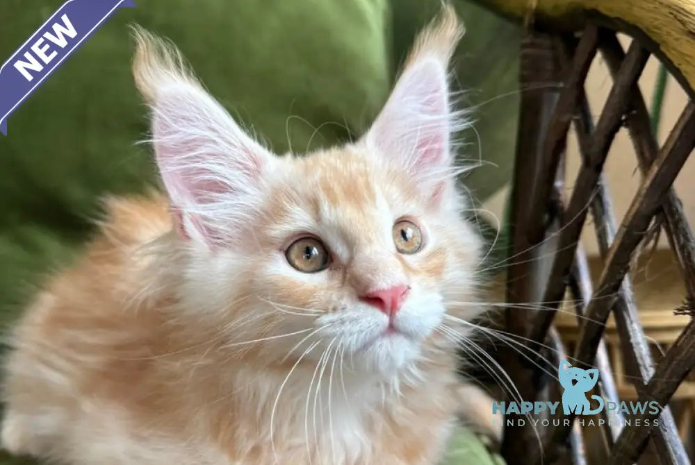Melman Maine Coon male red silver tabby live animals