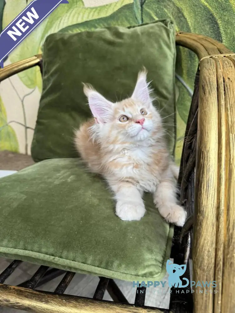 Melman Maine Coon male red silver tabby live animals