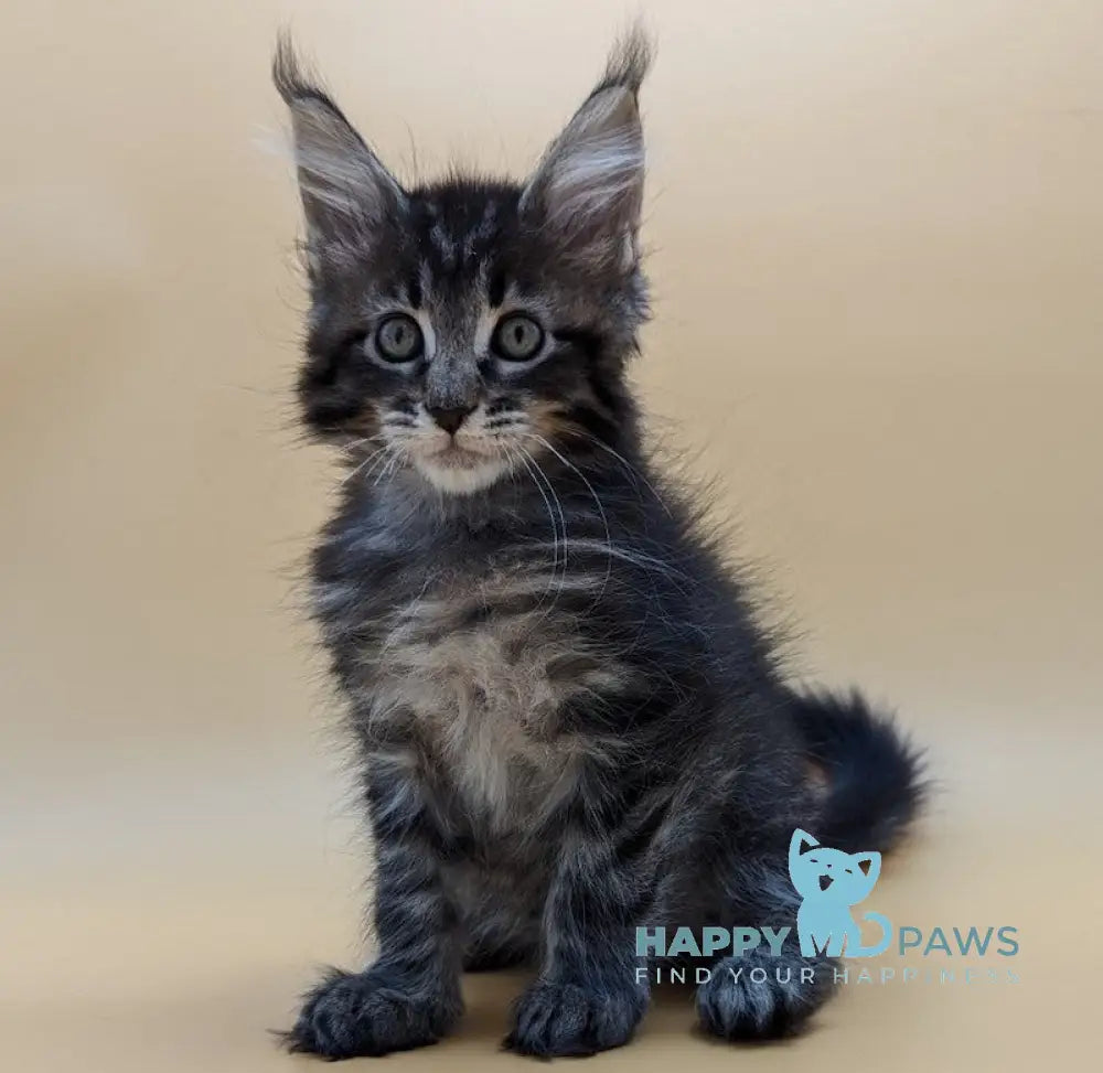 Melody Maine Coon Female Black Spotted Tabby Live Animals