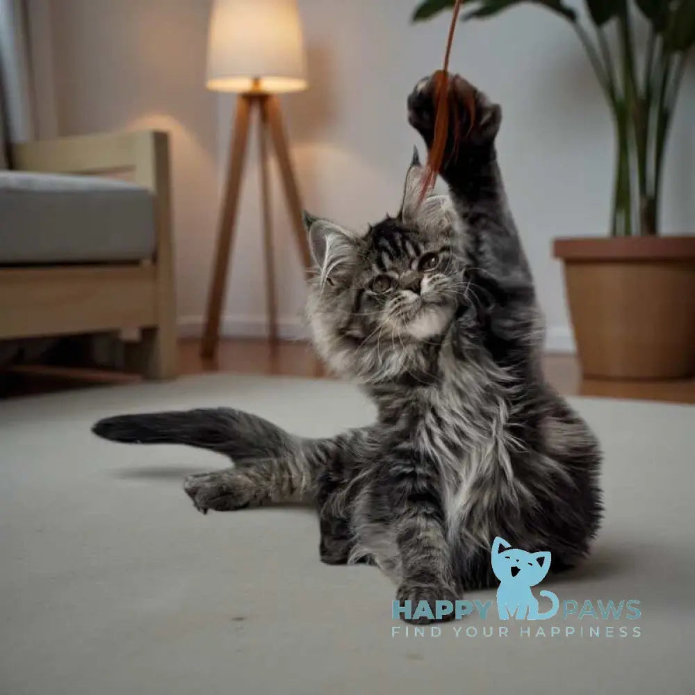 Melody Maine Coon female black tabby live animals