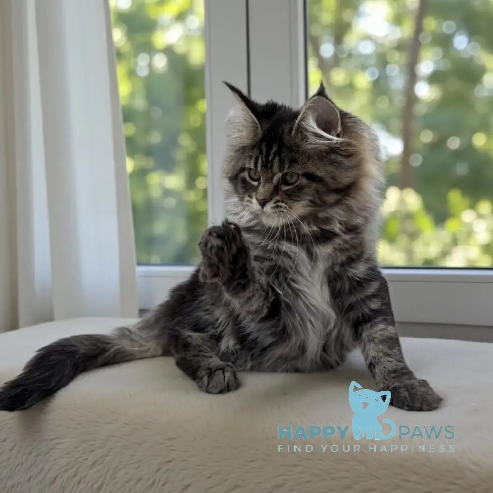 Melody Maine Coon female black tabby live animals