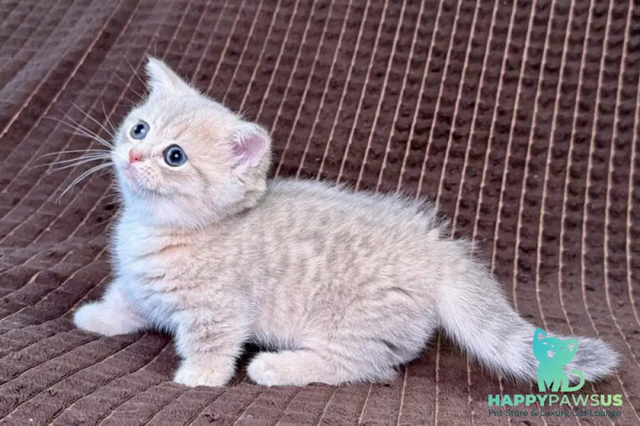Melody Munchkin female blue golden spotted tabby - live animals