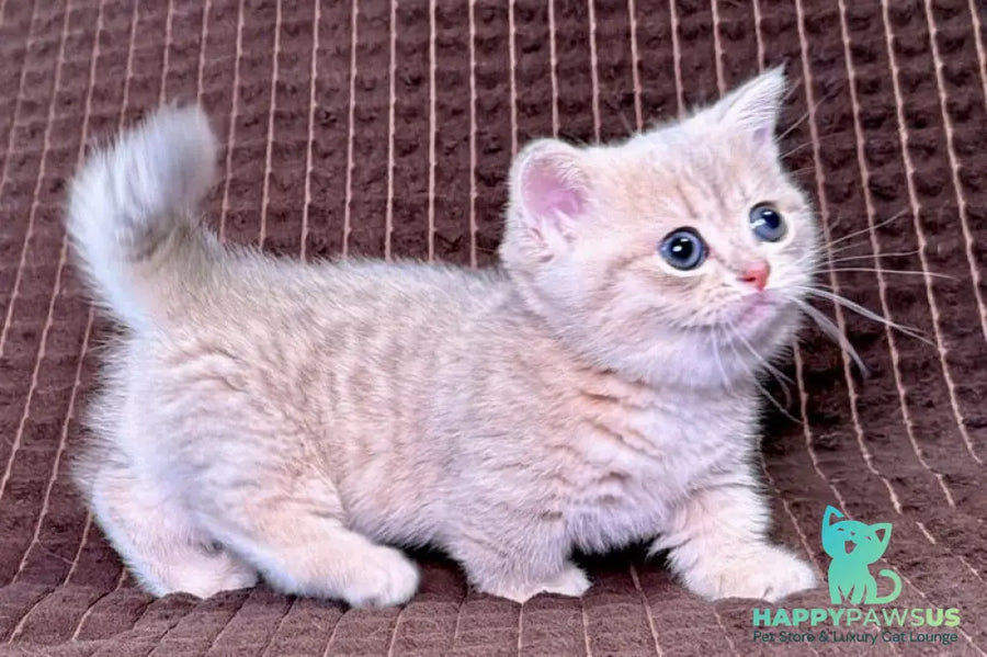 Melody Munchkin female blue golden spotted tabby - live animals