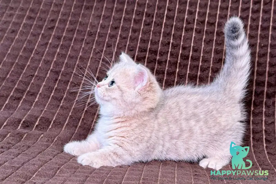 Melody Munchkin female blue golden spotted tabby - live animals