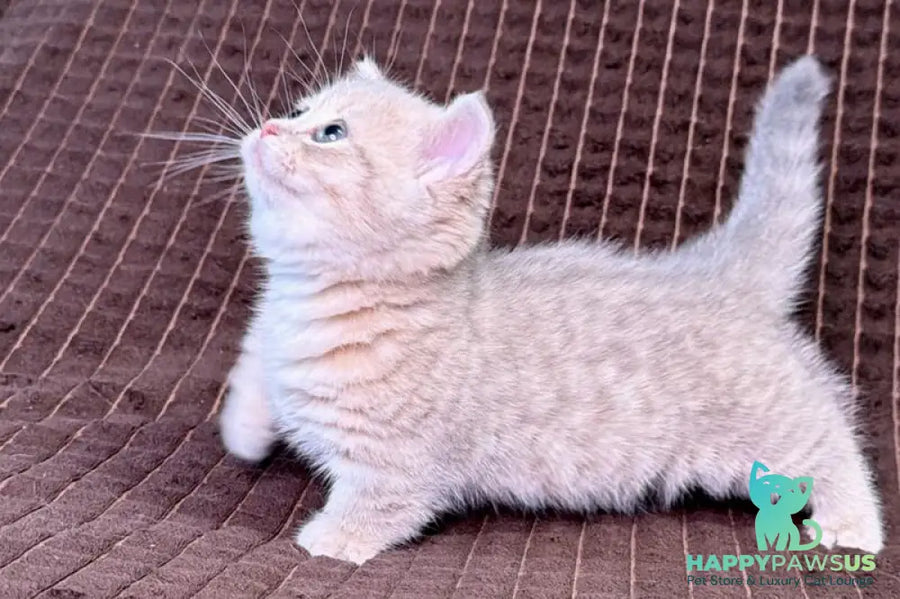 Melody Munchkin female blue golden spotted tabby - live animals