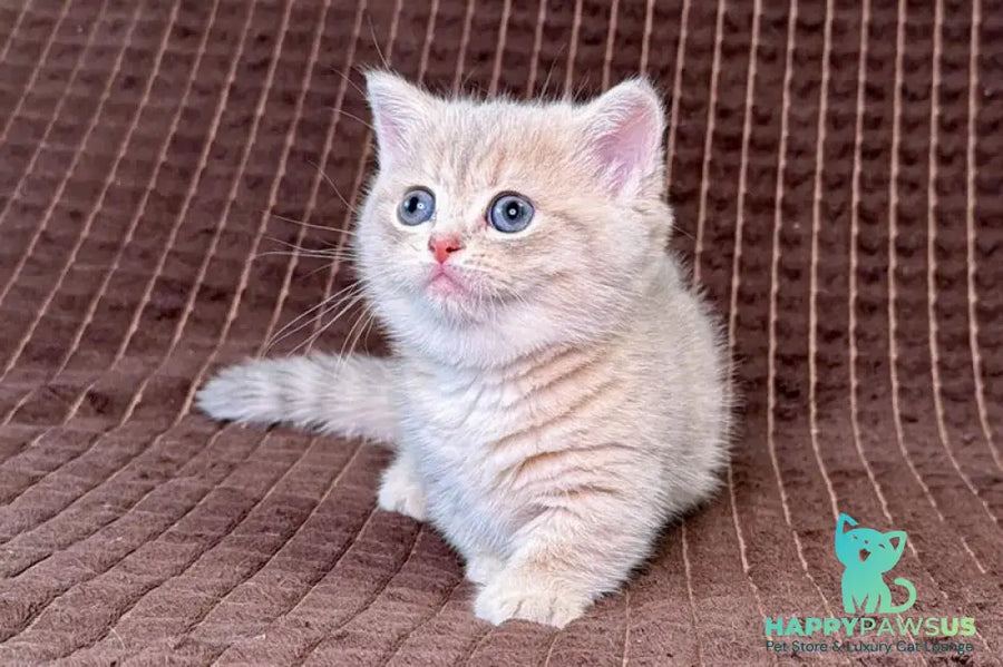 Melody Munchkin female blue golden spotted tabby - live animals
