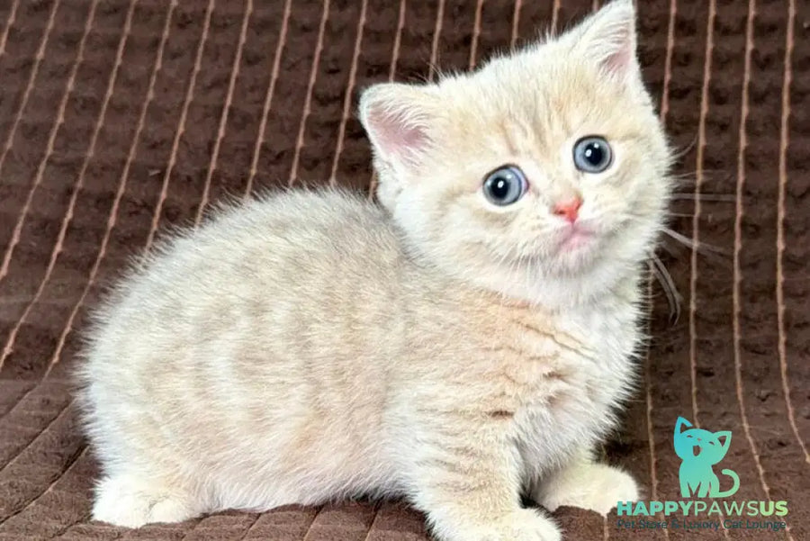 Melody Munchkin female blue golden spotted tabby - live animals