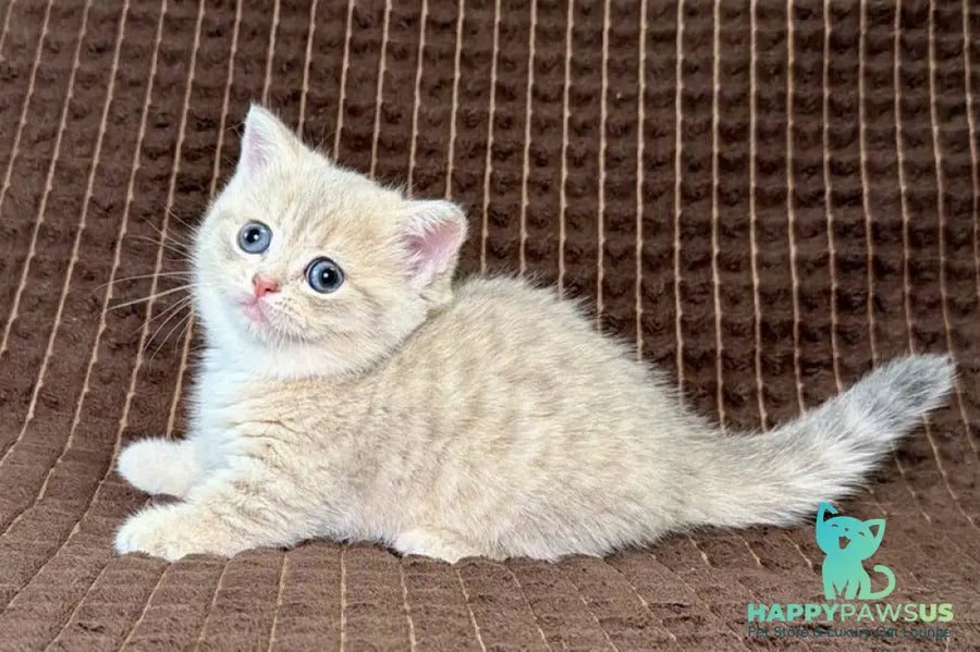 Melody Munchkin female blue golden spotted tabby - live animals