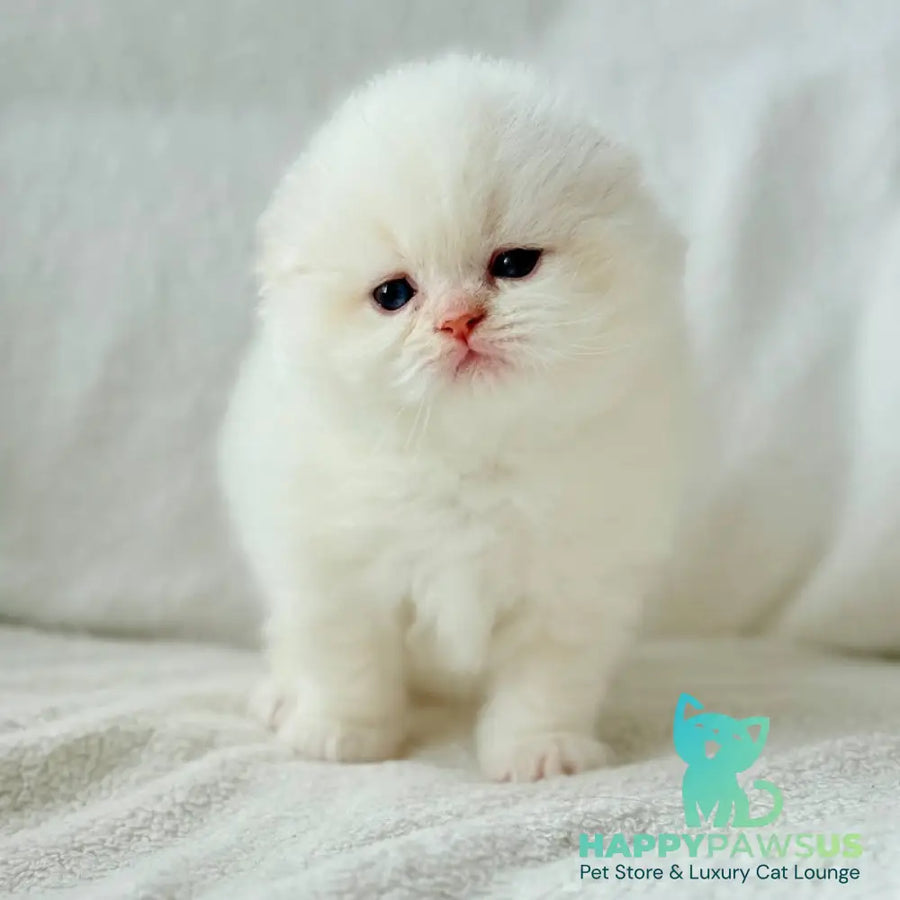 Melvan Scottish Fold male red - live animals