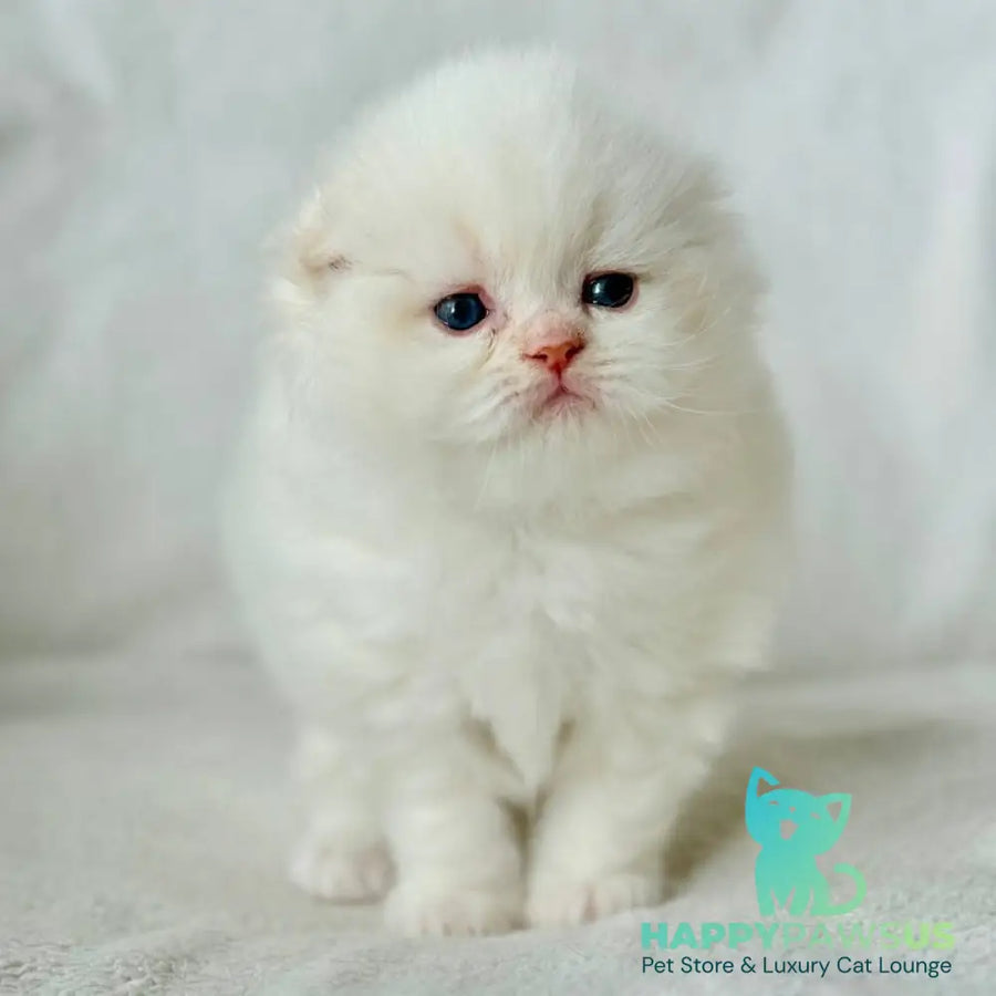 Melvan Scottish Fold male red - live animals