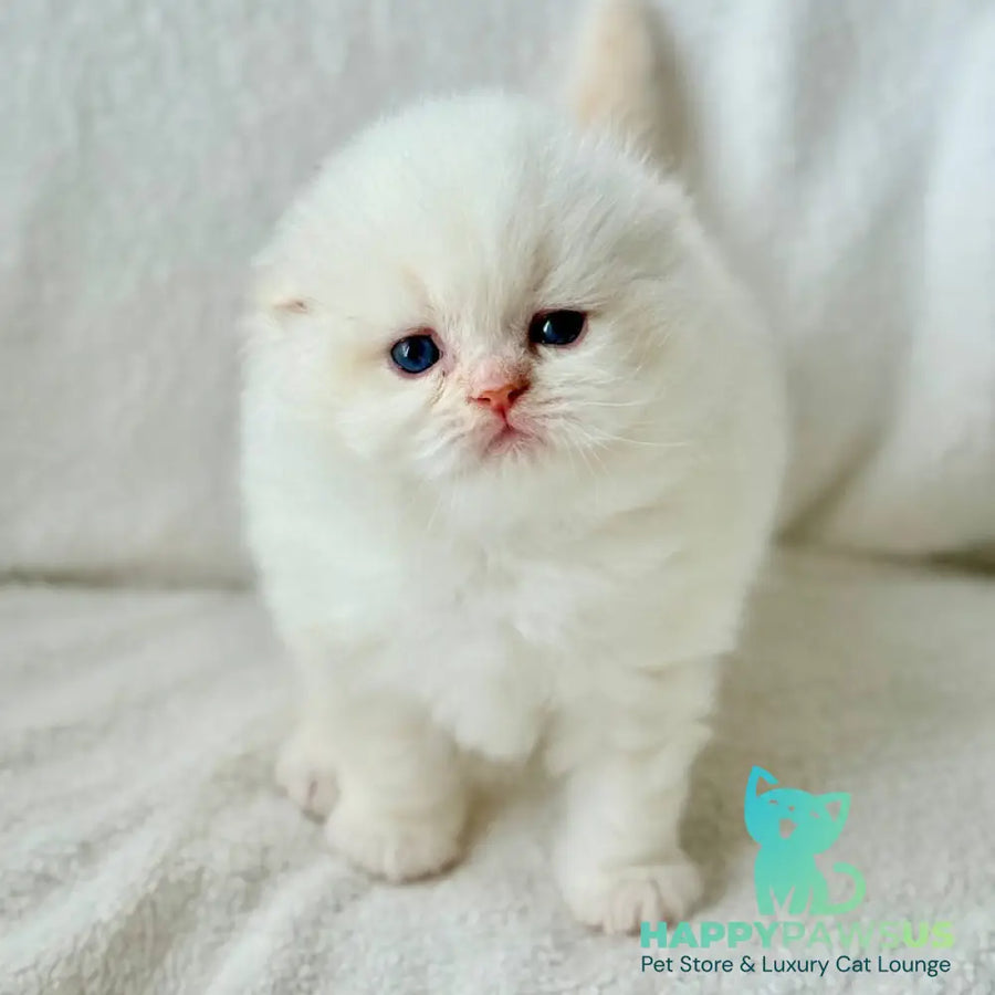 Melvan Scottish Fold male red - live animals