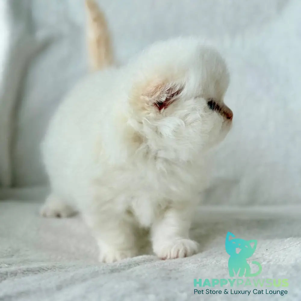 Melvan Scottish Fold male red - live animals