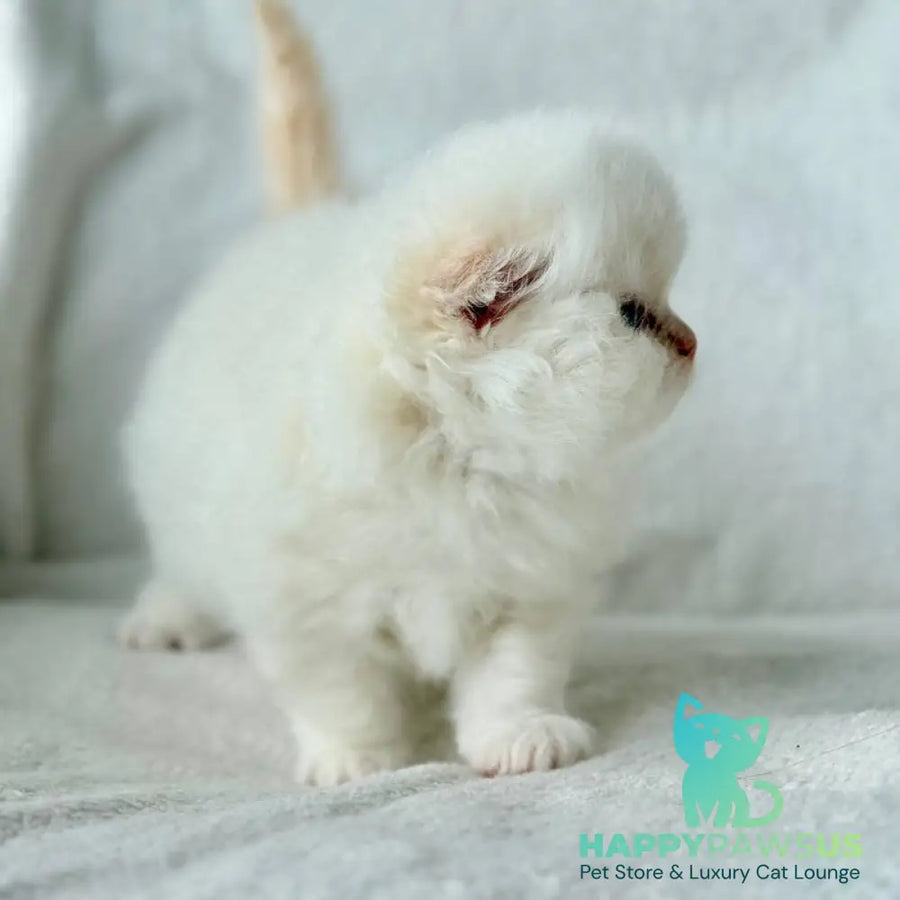 Melvan Scottish Fold male red - live animals