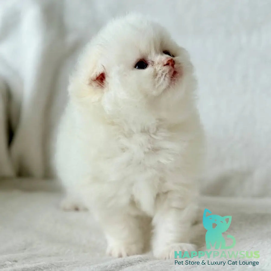 Melvan Scottish Fold male red - live animals