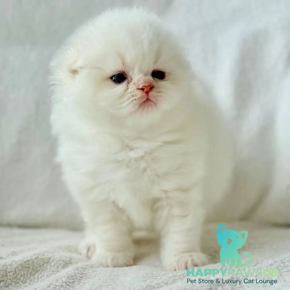 Melvan Scottish Fold male red - live animals
