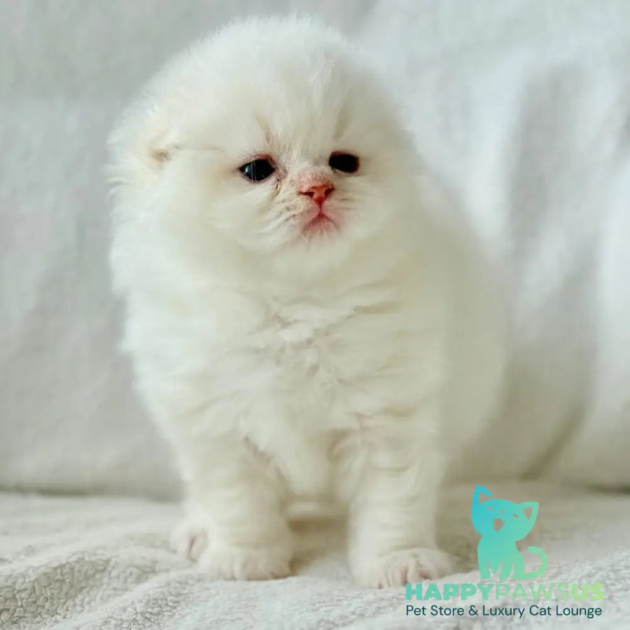 Melvan Scottish Fold male red - live animals