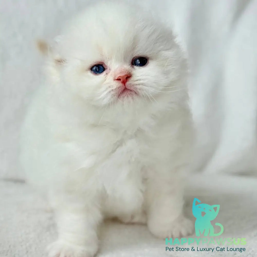 Melvan Scottish Fold male red - live animals