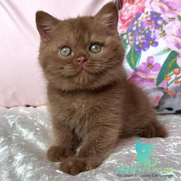 Melvin British Shorthair male cinnamon - live animals