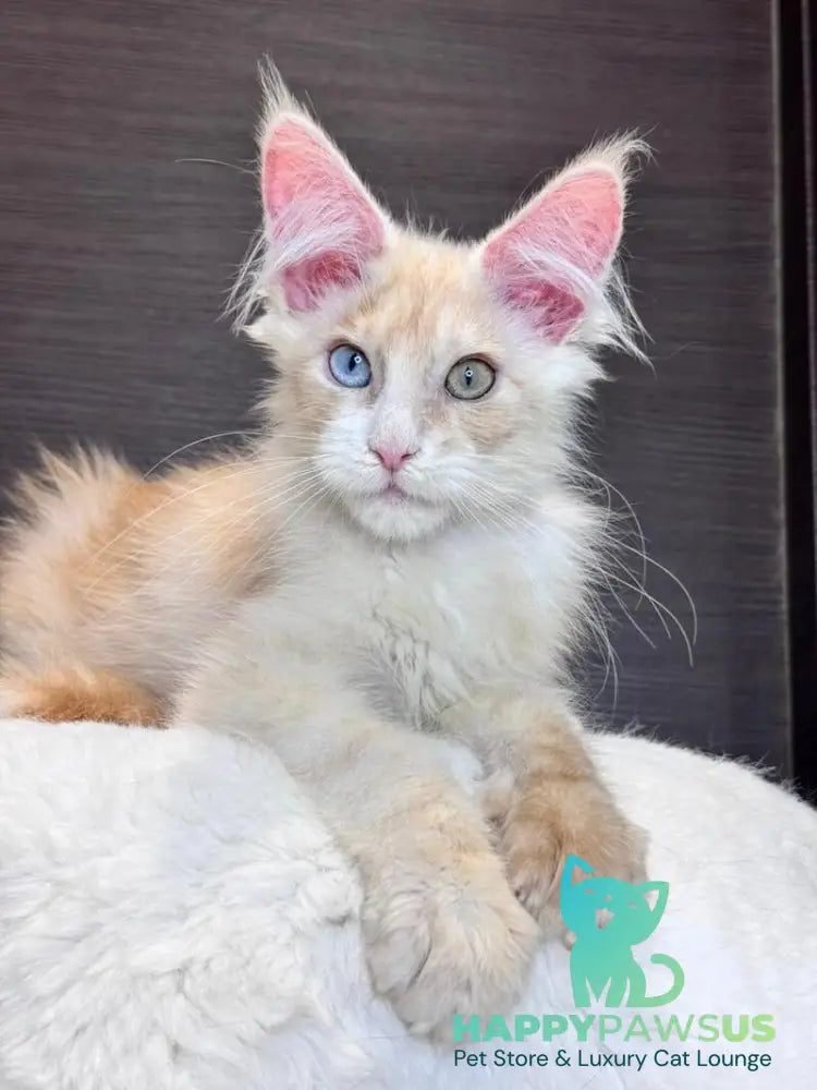 Melvin Maine Coon male cream silver with white - live animals