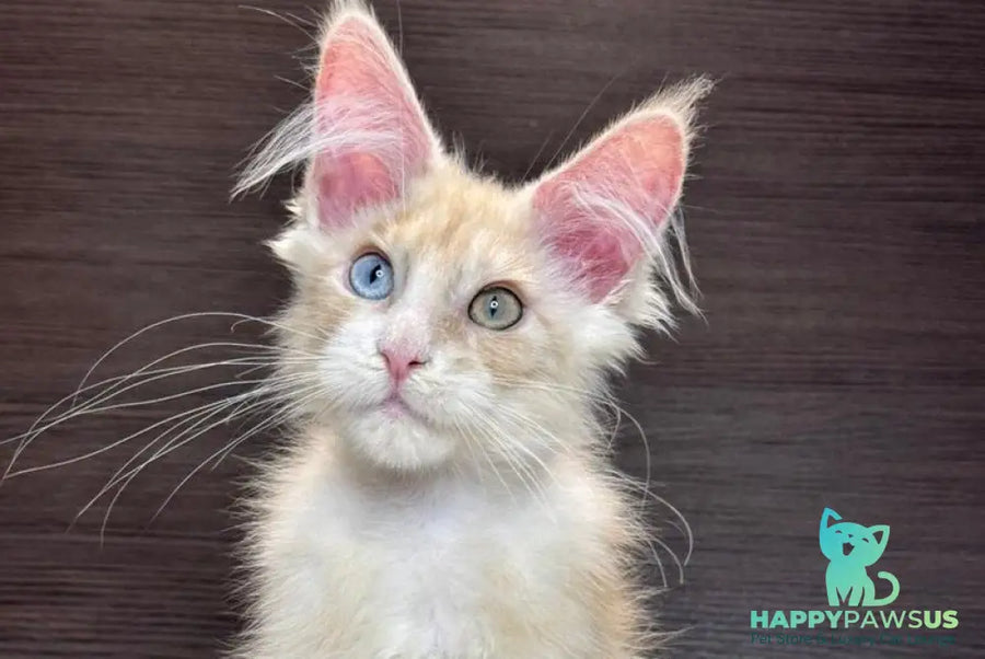Melvin Maine Coon male cream silver with white - live animals