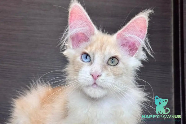 Melvin Maine Coon male cream silver with white - live animals