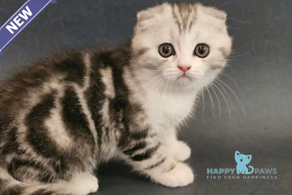 Melvin Scottish Fold male black silver tabby bicolour live animals
