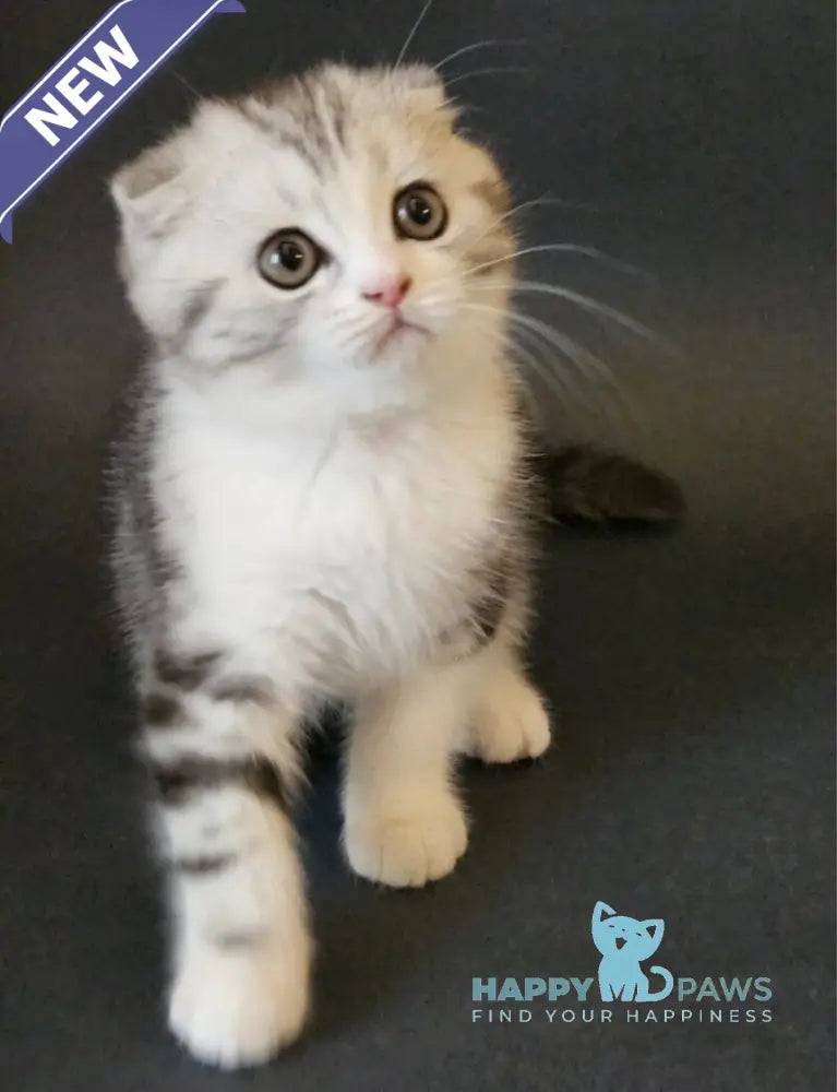 Melvin Scottish Fold male black silver tabby bicolour live animals