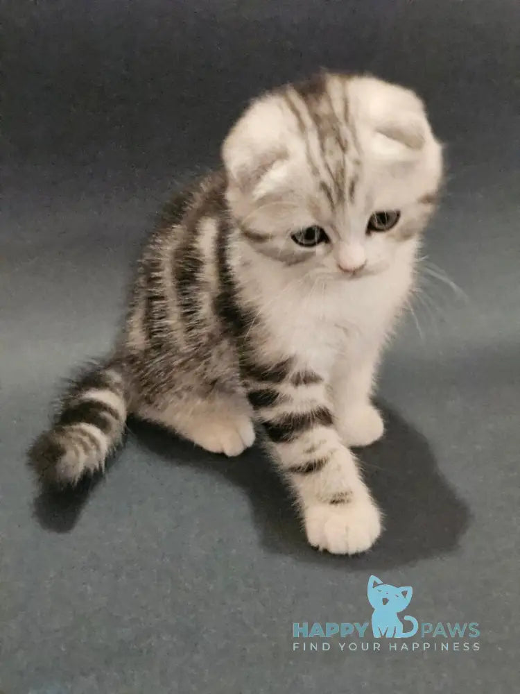 Melvin Scottish Fold male black silver tabby bicolour live animals