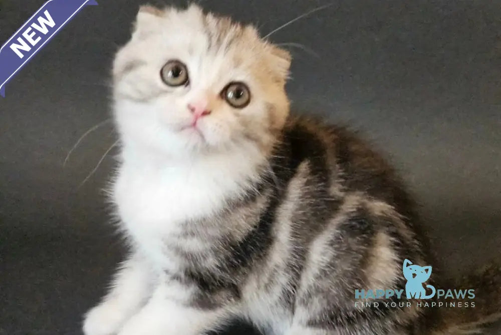 Melvin Scottish Fold male black silver tabby bicolour live animals