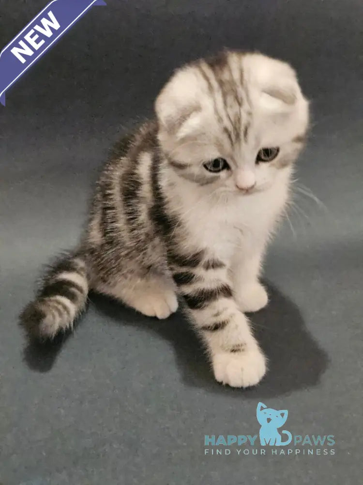 Melvin Scottish Fold male black silver tabby bicolour live animals