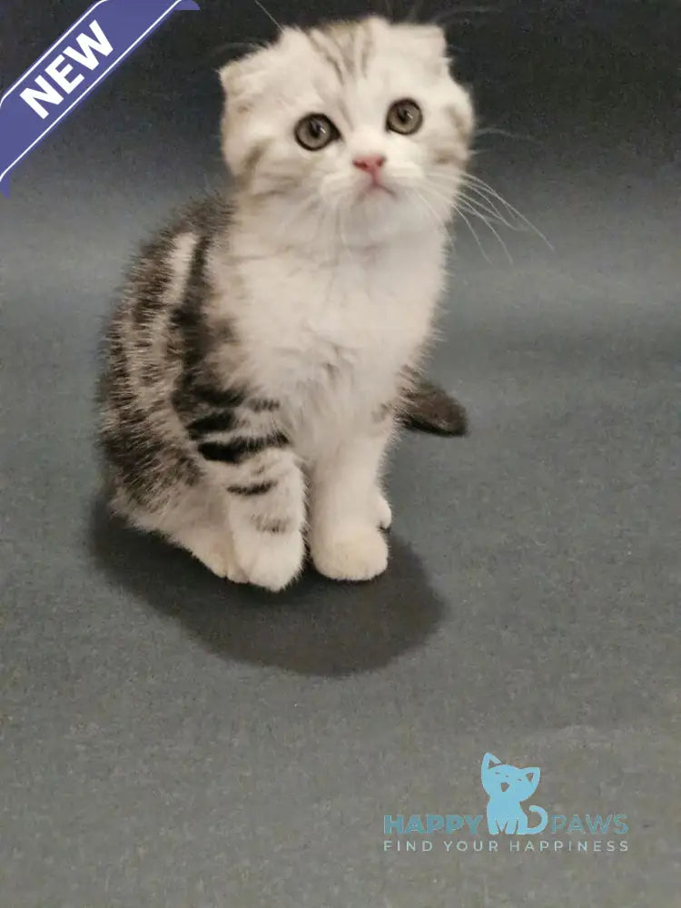 Melvin Scottish Fold male black silver tabby bicolour live animals