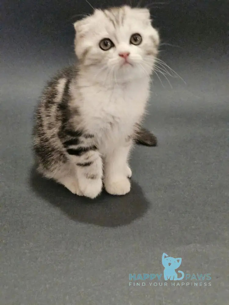 Melvin Scottish Fold male black silver tabby bicolour live animals
