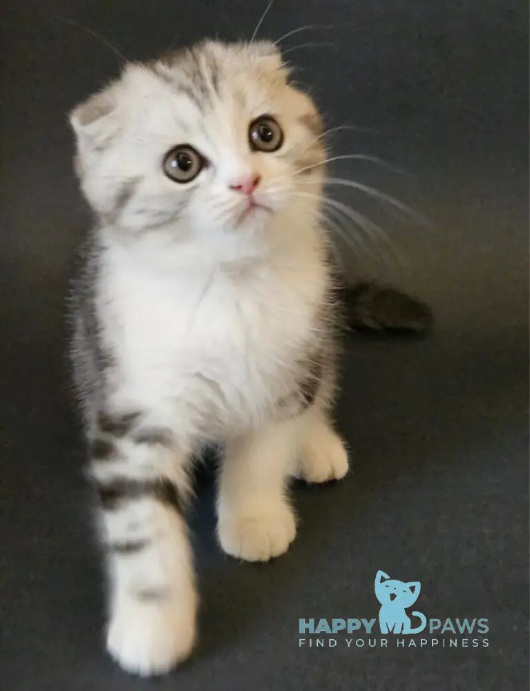 Melvin Scottish Fold male black silver tabby bicolour live animals
